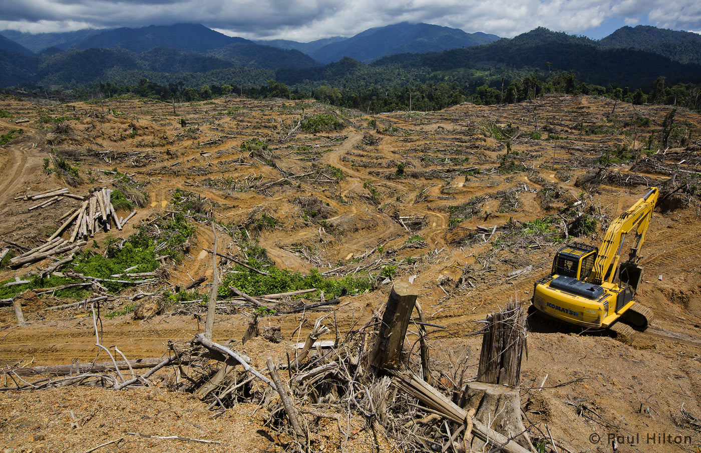 Fighting Deforestation with S.O.S.