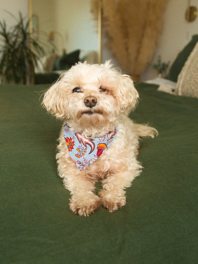 Harlow Dog Bandana (final sale)