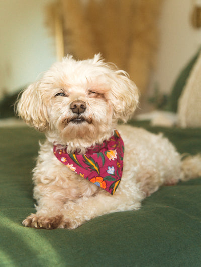 Harlow Dog Bandana
